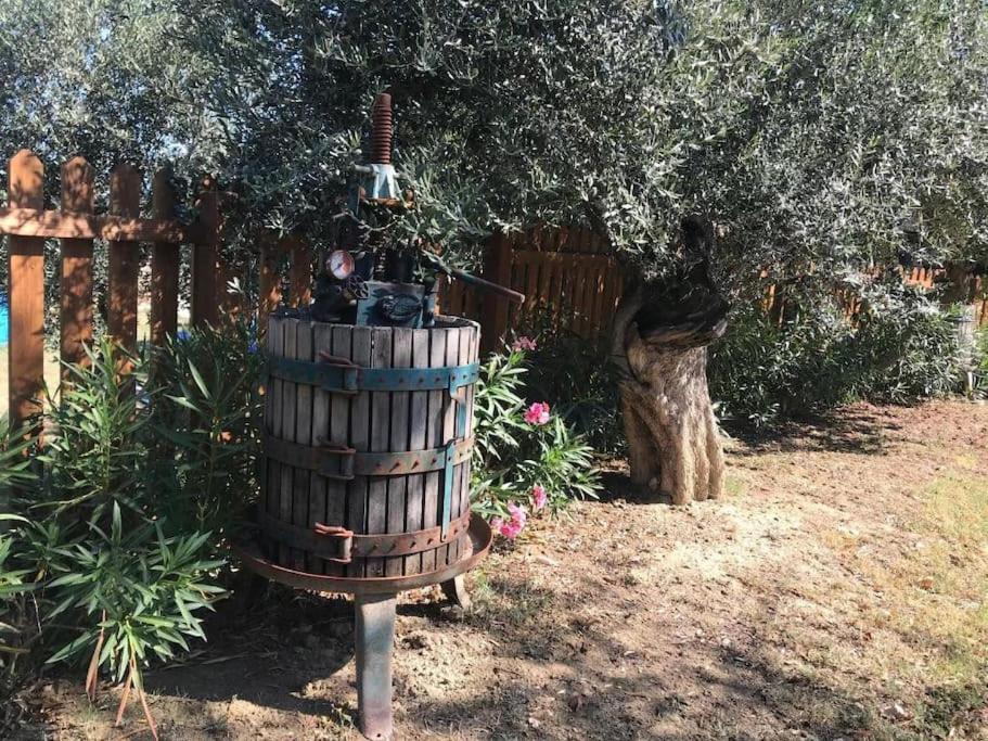 Collecorvino Appartamento Olivo מראה חיצוני תמונה