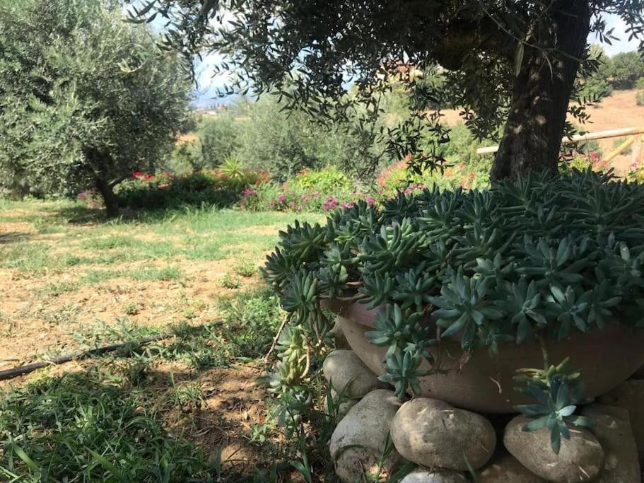 Collecorvino Appartamento Olivo מראה חיצוני תמונה